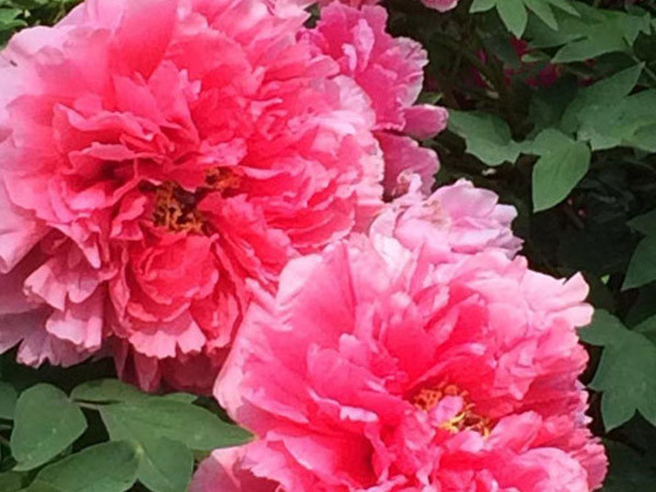 四月目光齊聚洛陽，牡丹花會驚艷開幕